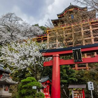 Saga Kasuga Journey: Exploring Yutoku Inari, Encountering the Blooming Cherry Blossoms.