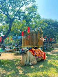 光明農場大觀園，超級好玩的深圳農業樂園✨