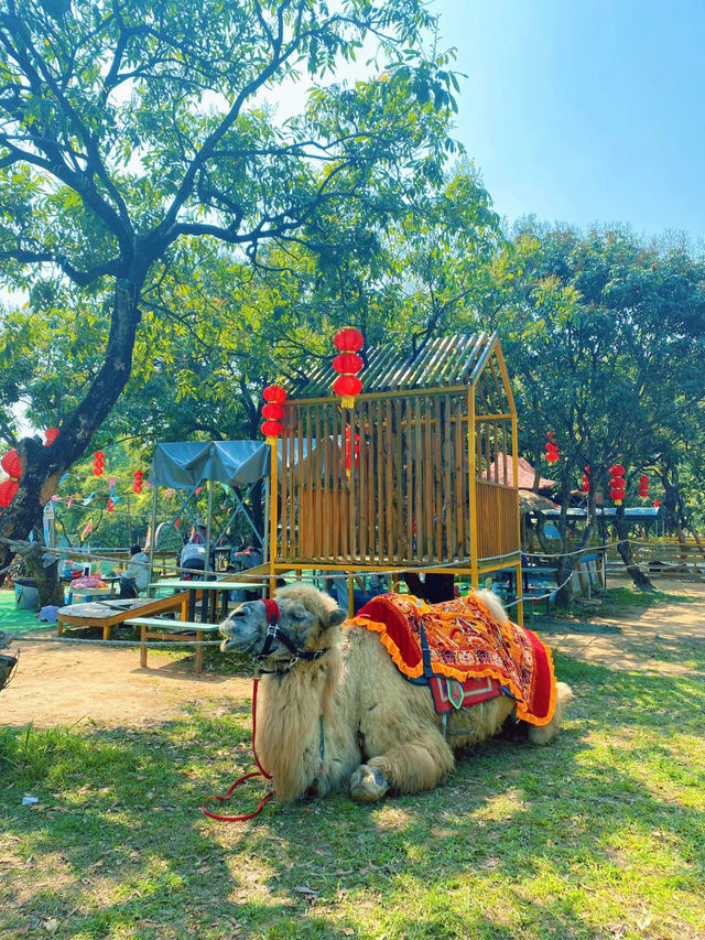 光明農場大觀園，超級好玩的深圳農業樂園✨