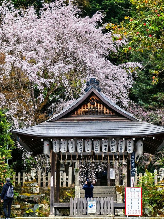 岩屋寺嘅櫻花，美到心靈深處💕
