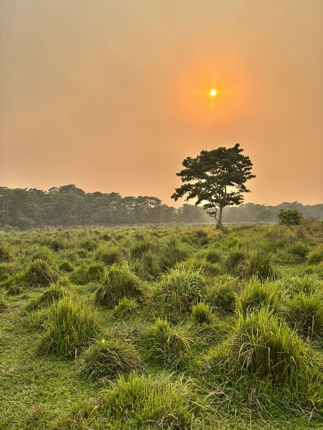 Walking in the jungle!