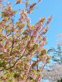 最美櫻花季｜唔使去東京，喺北京玉淵潭都有得睇