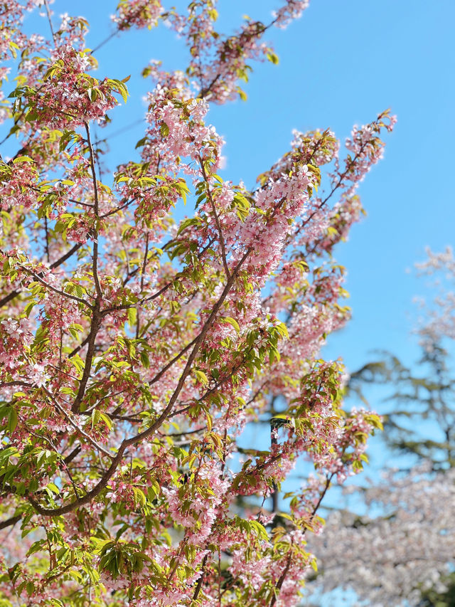 最美櫻花季｜唔使去東京，喺北京玉淵潭都有得睇