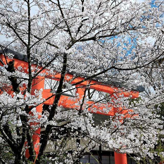 下鴨神社搶錢警報！輕鬆熊限定直接擊中我心❤️