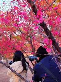 西流湖公園：梅香四溢嘅冬日詩意