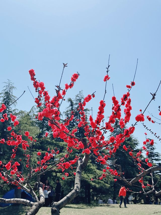 在濰坊欣賞櫻花|免費的范公亭當然要去打卡