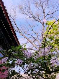 飄著花香的寺院，北京法源寺（免費景點）