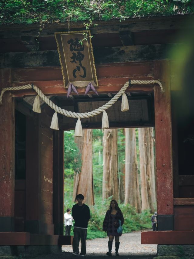 日本景點|絕美杉樹步道！神秘又瑰麗。
