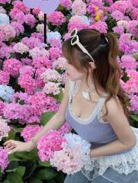 🌷珠海 | 城市客廳驚現夢幻花海鹿境