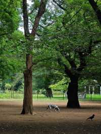 在東京代代木公園，與狗狗共度療癒時光