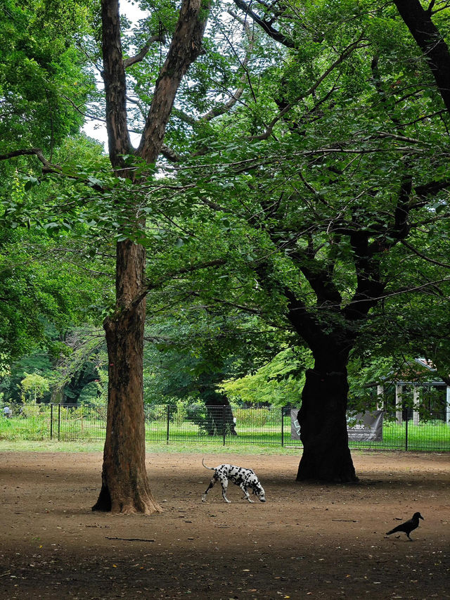 在東京代代木公園，與狗狗共度療癒時光