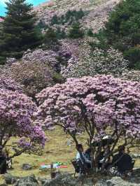 個人強推！涼山晚春限定～索瑪花海仙境