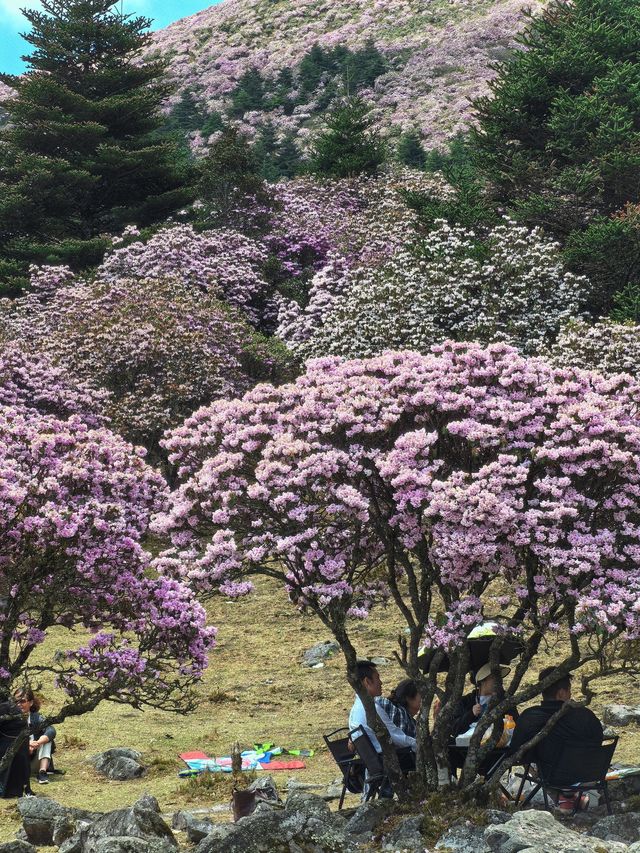 個人強推！涼山晚春限定～索瑪花海仙境