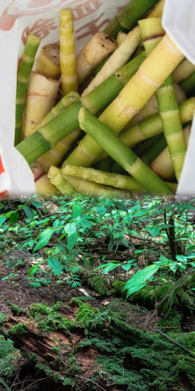 成都周邊一日遠足好去處！