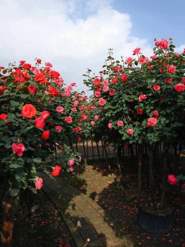 花海玫瑰花