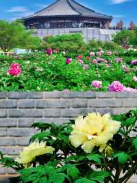 春日尋花指南 | 4月限定的浪漫，千萬別錯過