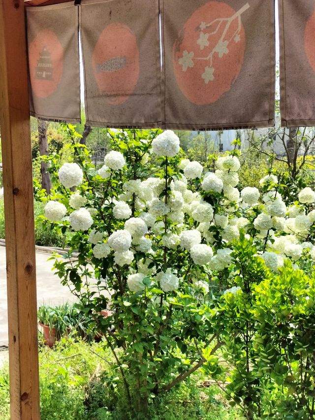 寵物友善｜帶毛孩子住進油畫般的江南小院