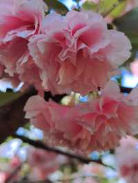 春日限定|濰坊范公亭公園櫻花盛宴