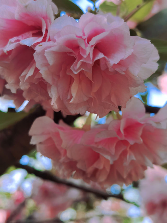 春日限定|濰坊范公亭公園櫻花盛宴