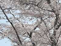 🌸松島海岸 | 邂逅海與櫻的春日浪漫🌸
