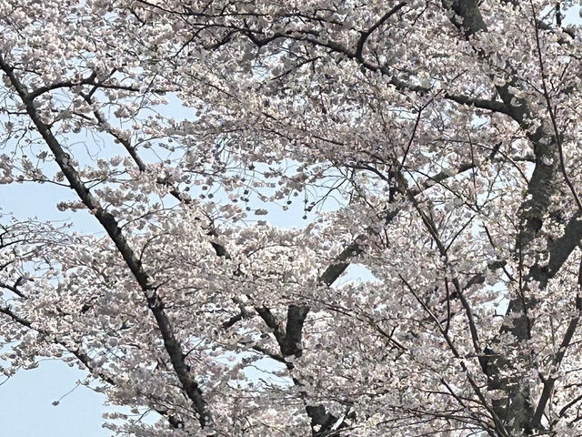 🌸松島海岸 | 邂逅海與櫻的春日浪漫🌸