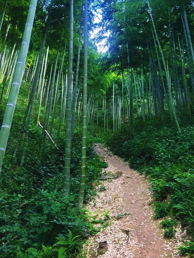 逃離城市計劃|陸羽古道徒步全攻略