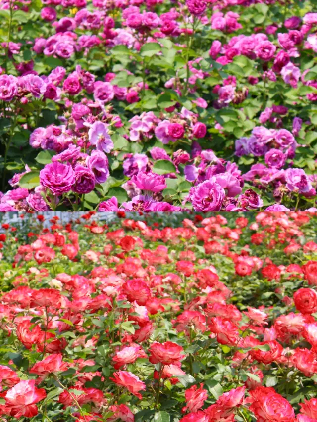 Wuhan will really punish anyone who doesn't make a travel plan