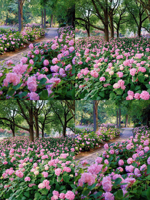 情侶約會擁抱花與海濱江森林公園