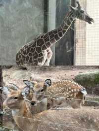 本地人嘅私藏！一篇搞掂重慶動物園嘅超全攻略，睇熊貓、影靚相！