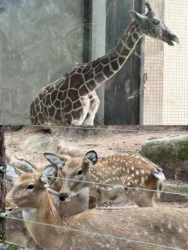 本地人嘅私藏！一篇搞掂重慶動物園嘅超全攻略，睇熊貓、影靚相！
