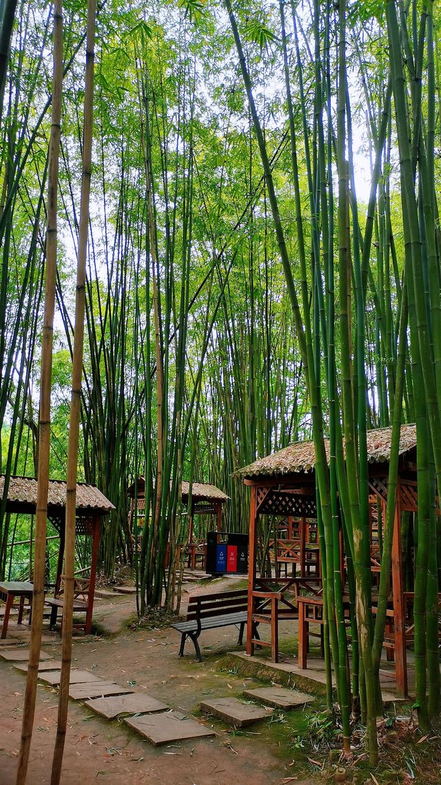 川西竹海|25℃綠意秘境清涼之旅全指南