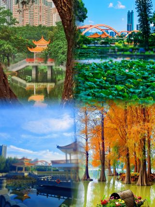 Honghu Park Lotus Blooms Awaiting - Ultimate Guide