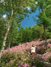 瀋陽周邊遊|搵到通往杜鵑花海嘅山間小路