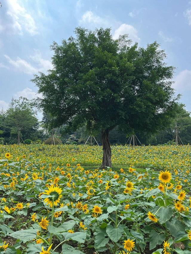 🌼南寧園博園向日葵花海打卡攻略