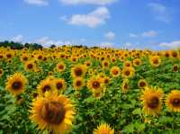 北海道北竜町 | 邂逅百萬向日葵花海🌻
