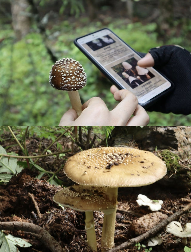 喺雨崩除咗行山，仲有咩隱藏玩法？