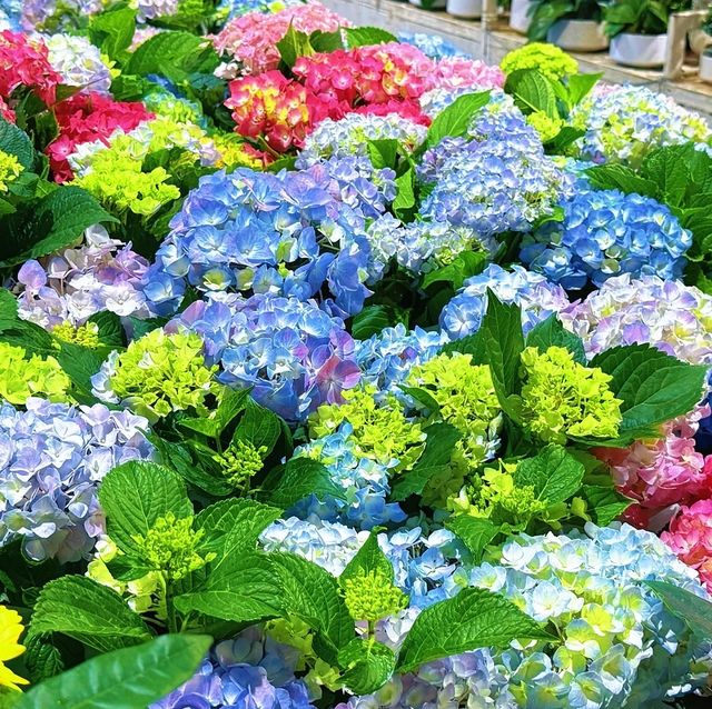昆明必逛！斗南花市，浪漫濃度超標！