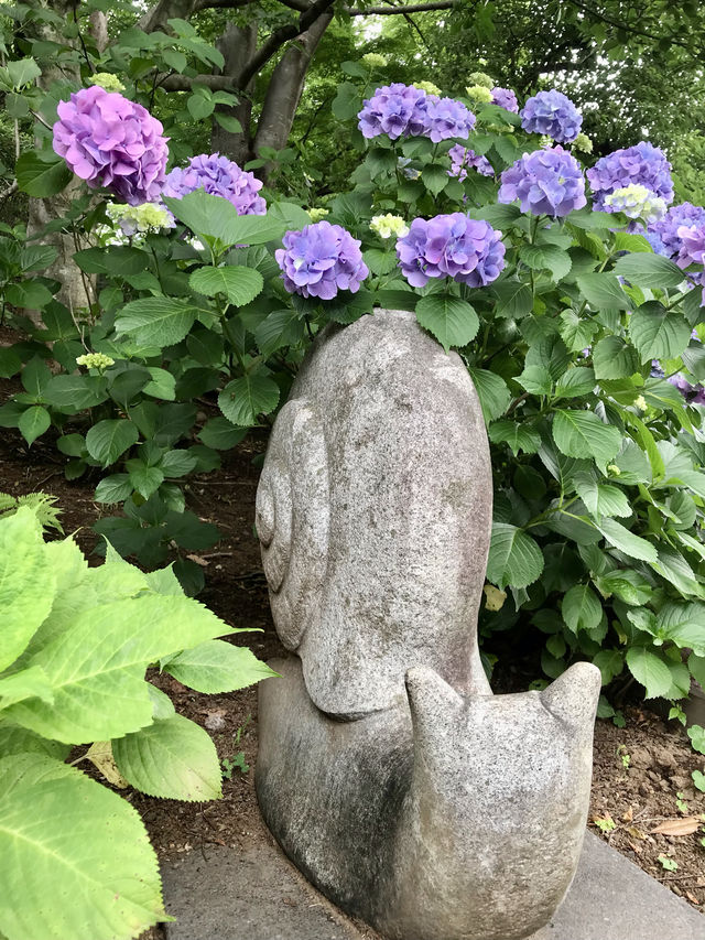 #多摩川台公園嘅繡球花