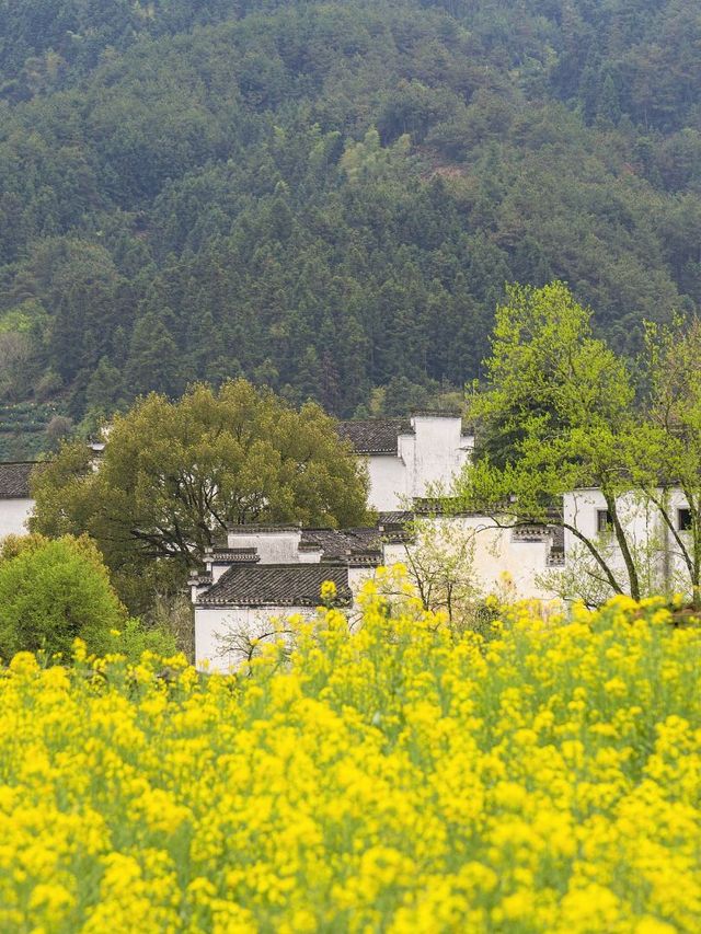 夏天帶住小朋友去黃山同杭州避暑