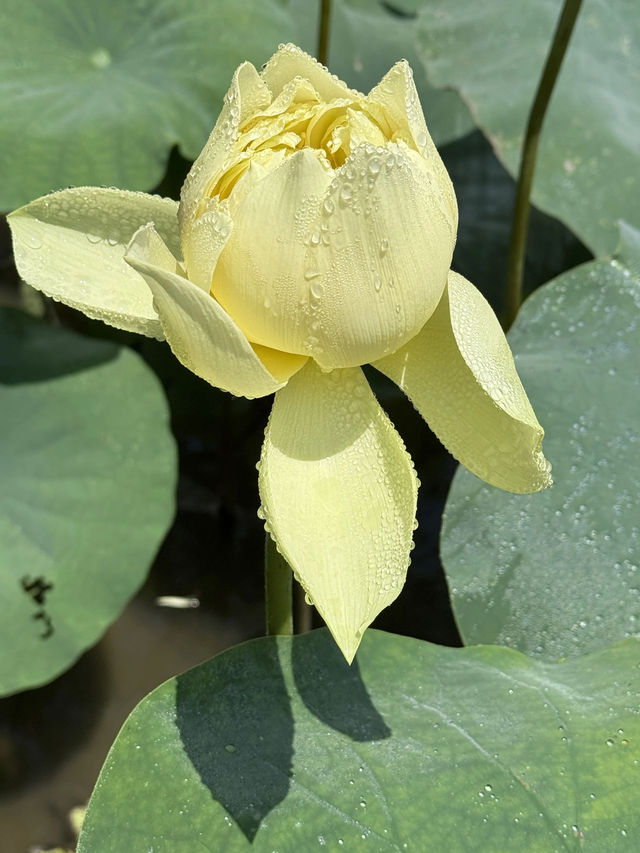 盛夏時節，一定要去一趟廣州蓮花山啊