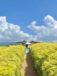 至今為止，我在雲南最鍾意嘅沙灘出現咗。。。。