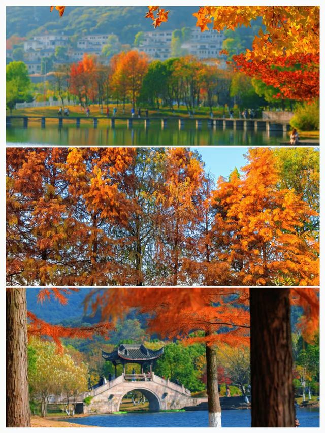 杭州湘湖！深秋紅杉+夕陽蘆葦美到窒息