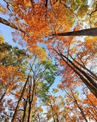 堪比香山紅葉的地方—四川光霧山