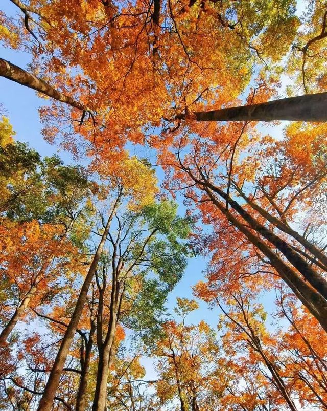 堪比香山紅葉的地方—四川光霧山