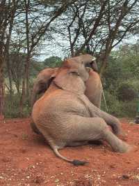 Heartfelt Adventure at the Elephant Orphanage and Giraffe Center