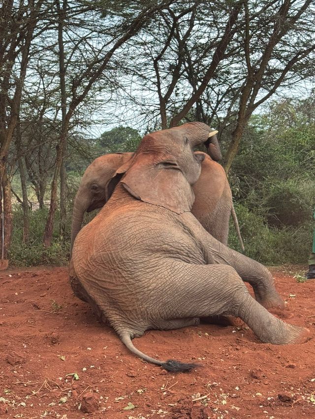 Heartfelt Adventure at the Elephant Orphanage and Giraffe Center