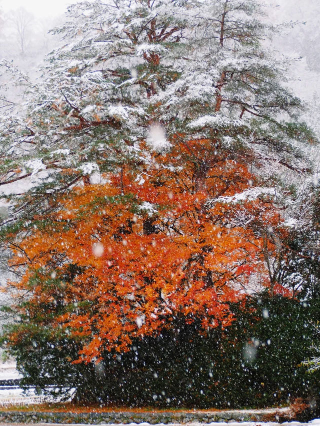 走進日本童話世界，邂逅冬日雪中精靈
