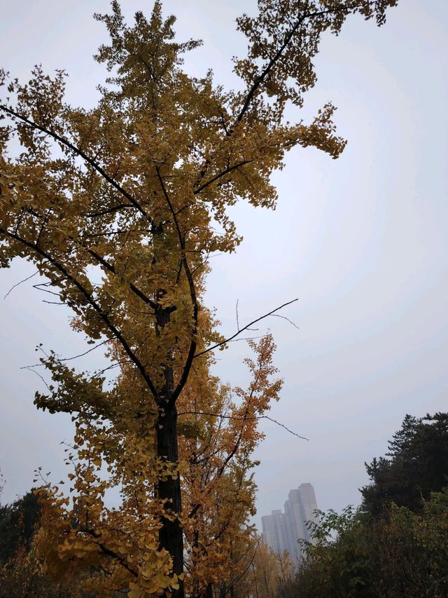 西安賞楓小眾路線推薦