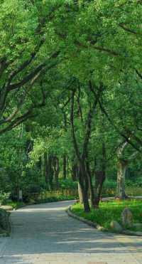 上海必打卡景點——共青森林公園