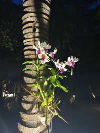 Wonderful Return to Kuredu